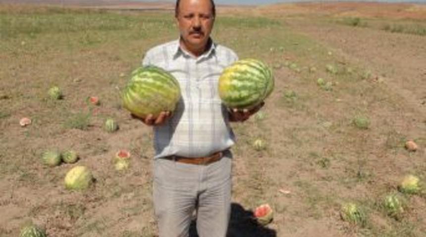 Karpuzlar &Ccedil;&uuml;r&uuml;meye Bırakıldı