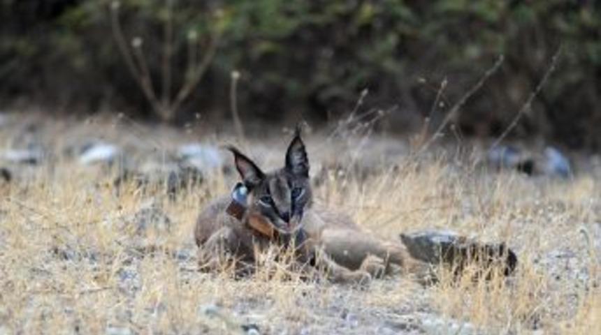 Nesli T&uuml;kenmek &Uuml;zere Olan Karakulak, Rehabilitasyon Sonrası Doğal Yaşama Salındı