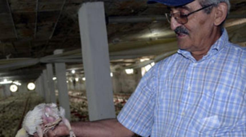 Yumurtadan 4 bacaklı civciv &ccedil;ıktı