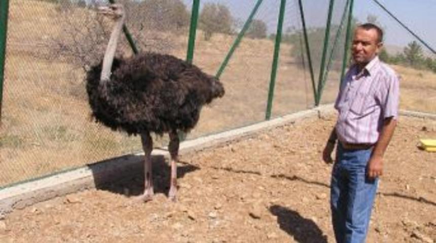 Deve Kuşunun Sahibi Aranıyor