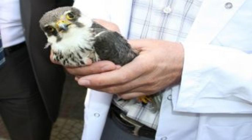 Iğdır&rsquo;da Yaralanan Şahin Yavrusu Tedavi Altına Alını