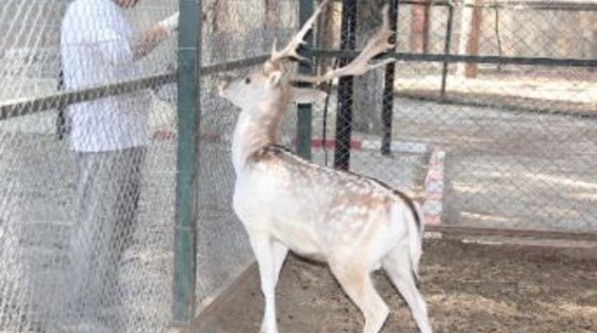 Aile İ&ccedil;i Şiddette Uğrayan Alageyik Ağır Yaralandı