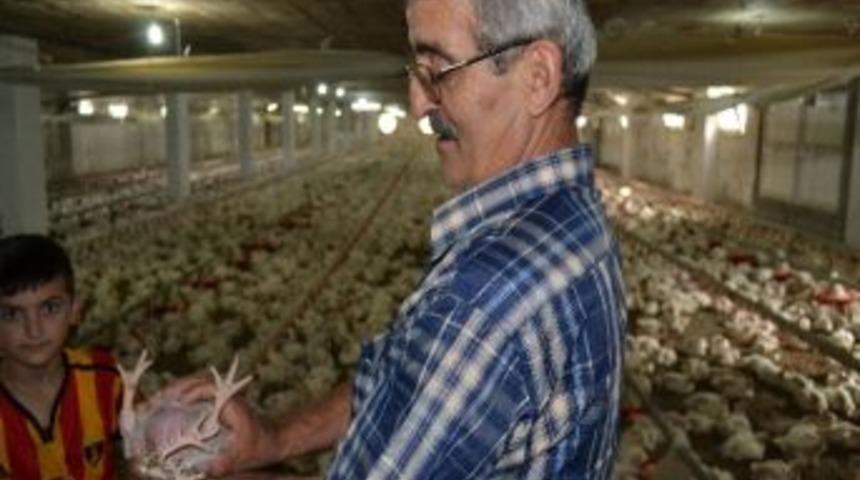 D&ouml;rt Bacaklı Civciv Şaşırttı