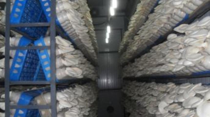 Yalova'da Orman Köylüleri Mantar Yetiştirecek