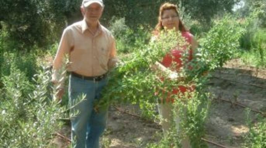 İlk Kez Ekilen Stevia Bitkisinin Hasadına Başlandı