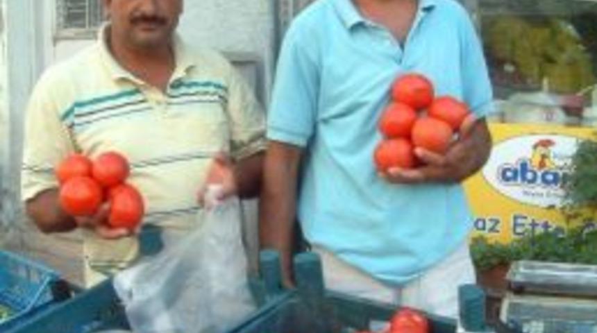 Burhaniye&rsquo;de Organik Domatesler İlgi G&ouml;r&uuml;yor