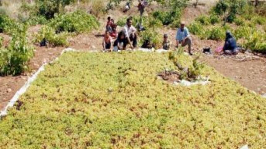 Kilis'te &Uuml;z&uuml;mler Kurutulmaya Başlandı
