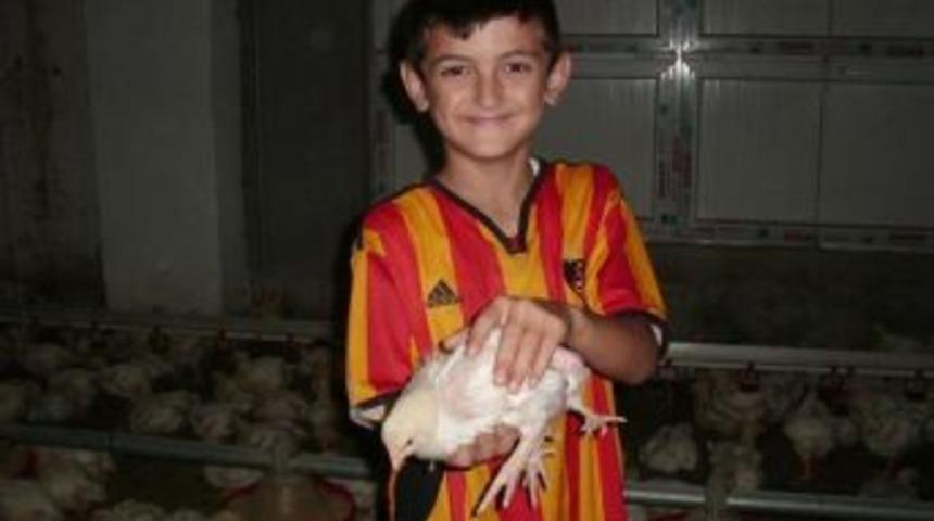 D&ouml;rt Bacaklı Civciv