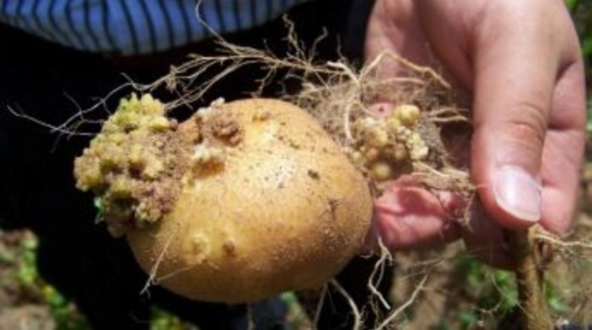 Kumru&rsquo;da Patatesler Hastalıklı &Ccedil;ıktı
