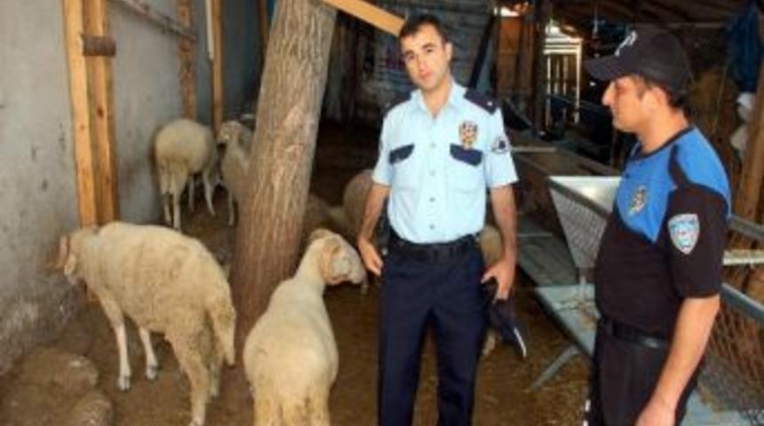 Hayvan Hırsızlarına Dikkat