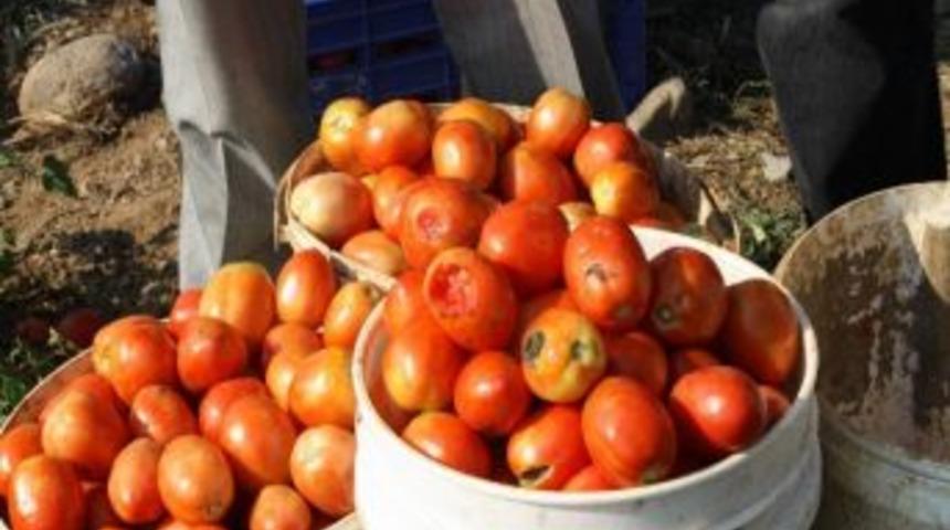 Dolu Bayrami&ccedil;li &Ccedil;ift&ccedil;ileri Perişan Etti