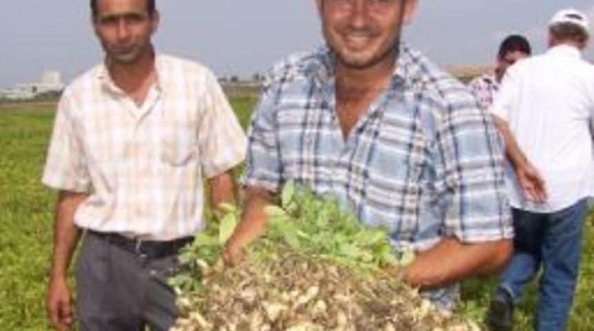 Osmaniye&rsquo;de Yer Fıstığı Hasadı Başladı