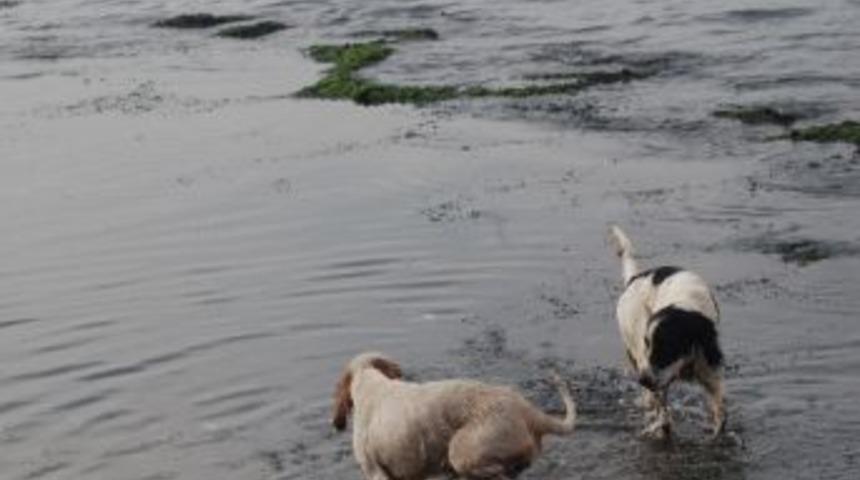 Denizin Keyfini Köpekler Çıkarıyor