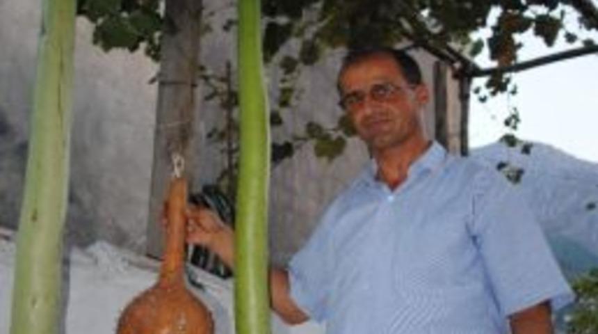 1.5 Metrelik Kabaklar Şaşırttı