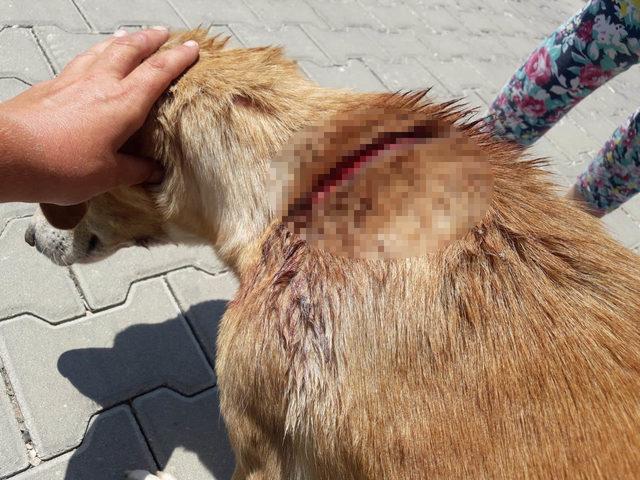 Lapseki'de sokak köpeğinin sırtını kestiler