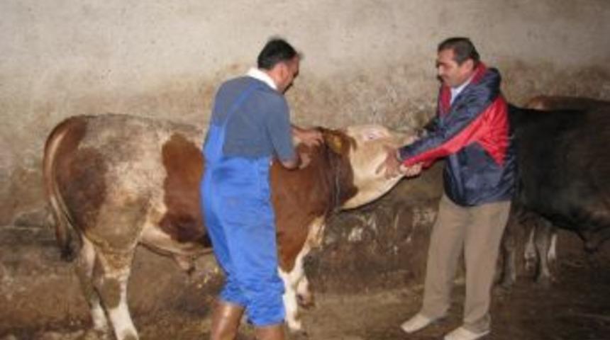 Sorgun&rsquo;da Sonbahar Şap Aşısı Uygulaması