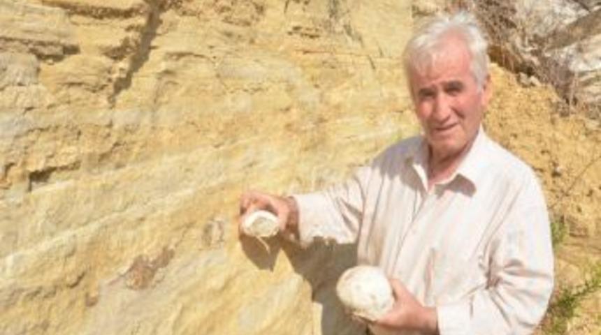 (&ouml;zel Haber) Kaplumbağa Fosilleri G&ouml;renleri Şaşırtıyor