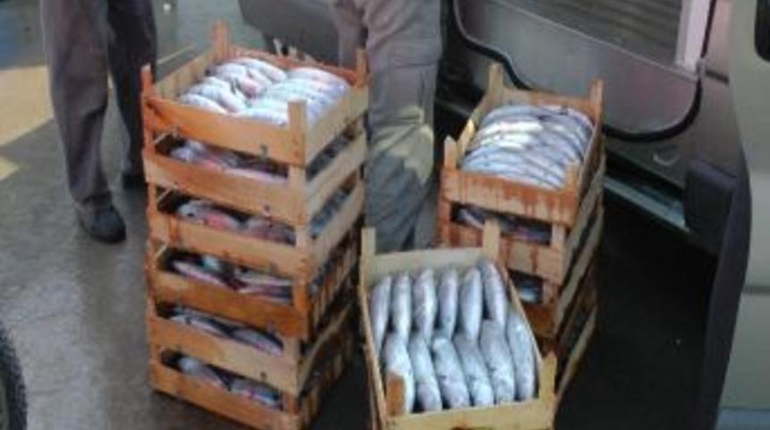 Ak&ccedil;akoca'da Palamut Bolluğu