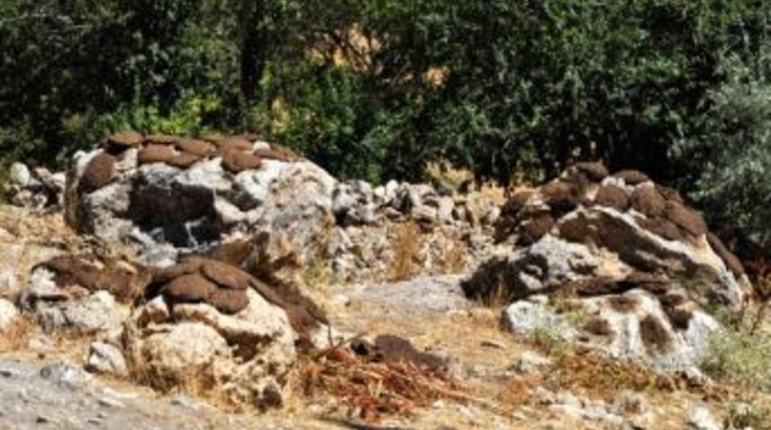 K&ouml;ylerde Kışın G&ouml;zde Yakacağı Tezek Hazırlıkları Başladı