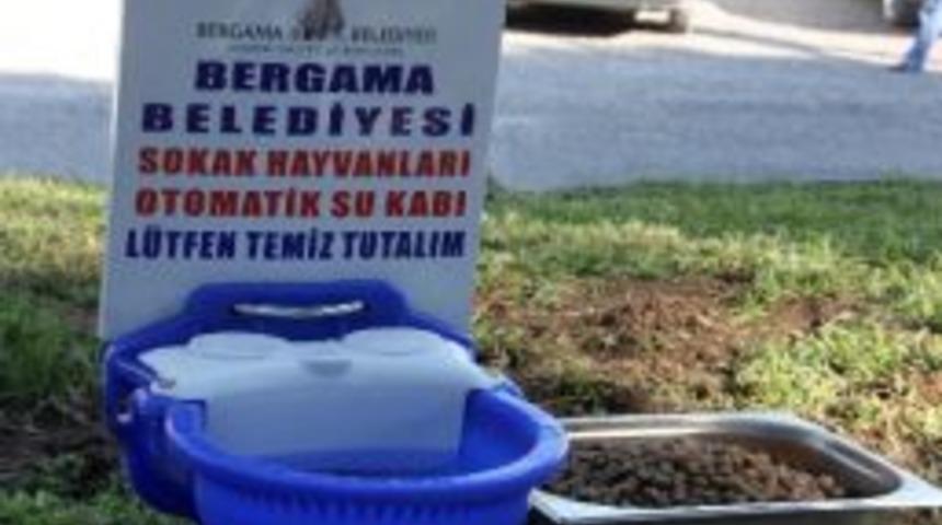 Sokak Hayvanlarına Su Kabı