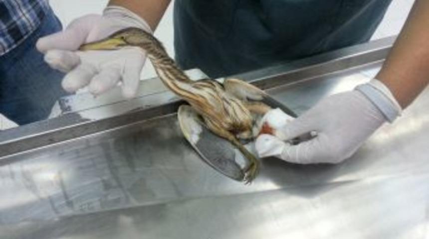 Başakşehir’e Düşen Hintli Kuş Korumaya Alındı