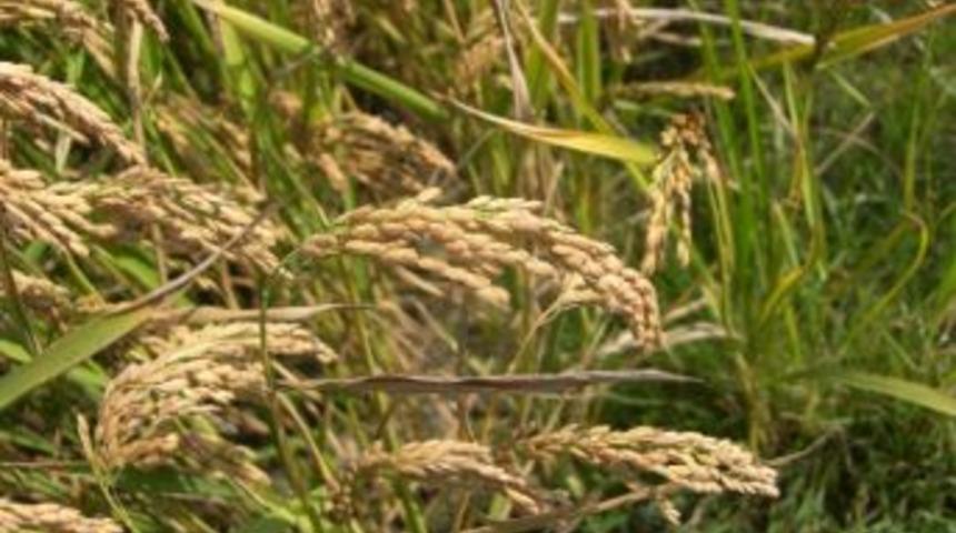 Bafra Ovası'nda Çeltik Hasadı ‘sancılı’ Başladı