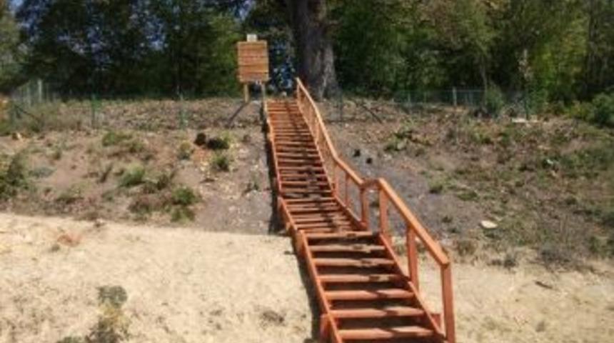 G&ouml;k&ccedil;ebey&rsquo;de 500 Yıllık Palamut Ağacı Koruma Altına Alındı