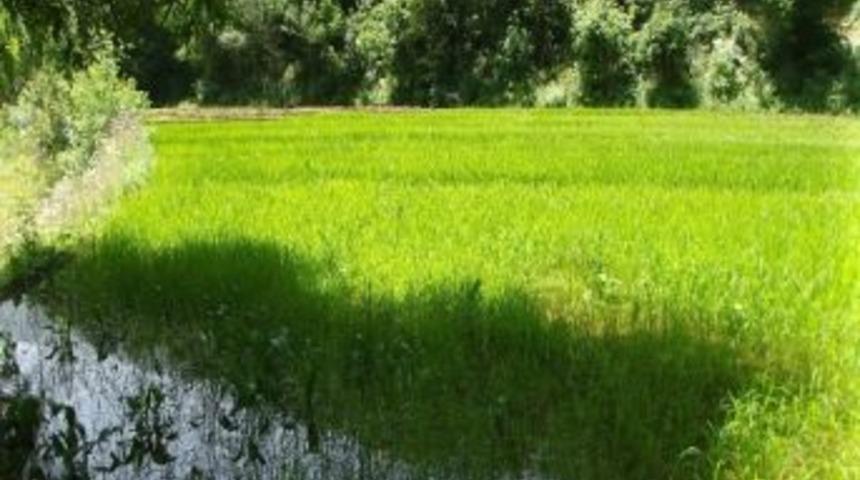 Hizan'da Pirin&ccedil; Yetiştiriciliği