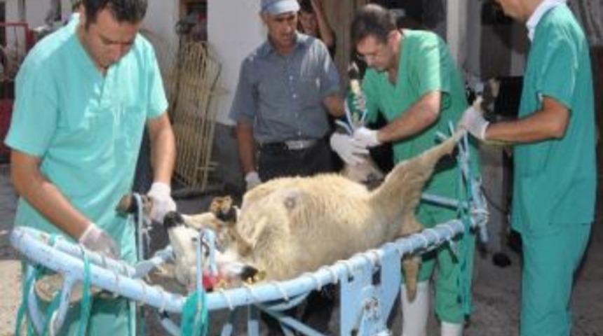 Koyunlara Ameliyatla Sperm Nakledildi