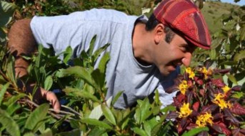 Orman G&uuml;l&uuml; Sonbaharda &Ccedil;i&ccedil;ek A&ccedil;tı