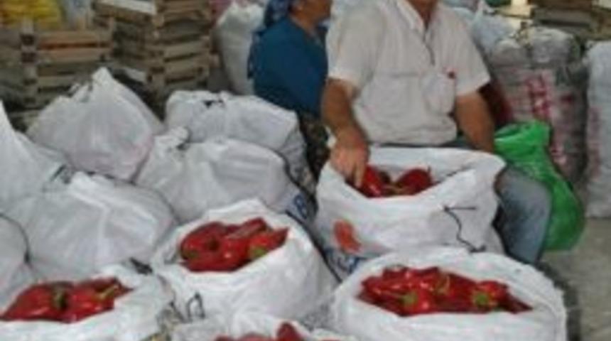 Kırmızıbiber Alıcı Arıyor