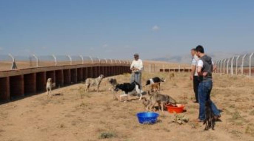 Bolvadin'de Başıboş K&ouml;pekler Barınakta Toplanıyor