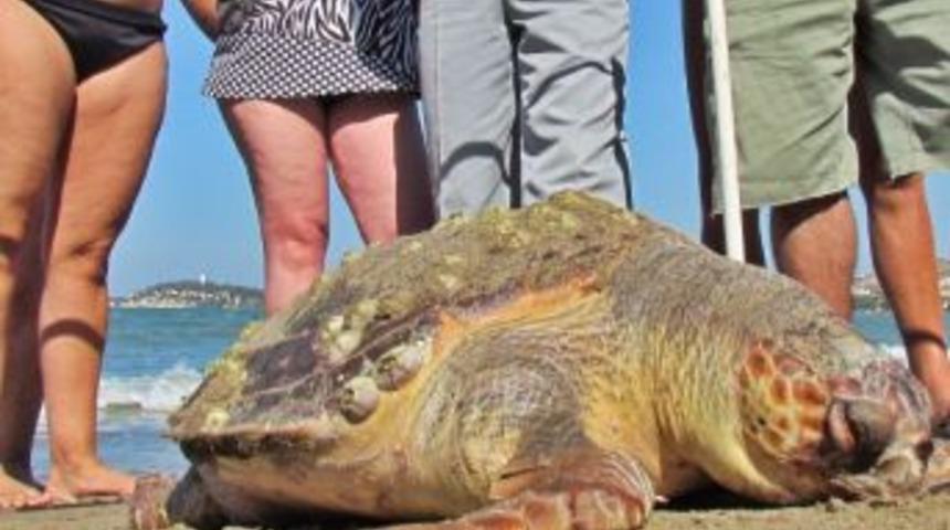 Kuşadası K&ouml;rfezi&rsquo;nde &Ouml;l&uuml; Bir Caretta Caretta Bulundu