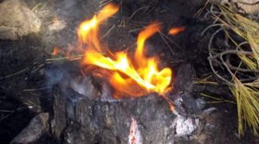 Gen&ccedil; Ormanı Erken M&uuml;dahale Kurtardı