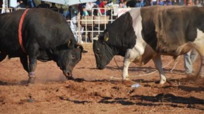 Arena Boğalara Dar Geldi
