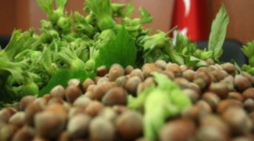 Trabzon'da Fındık Fiyatları