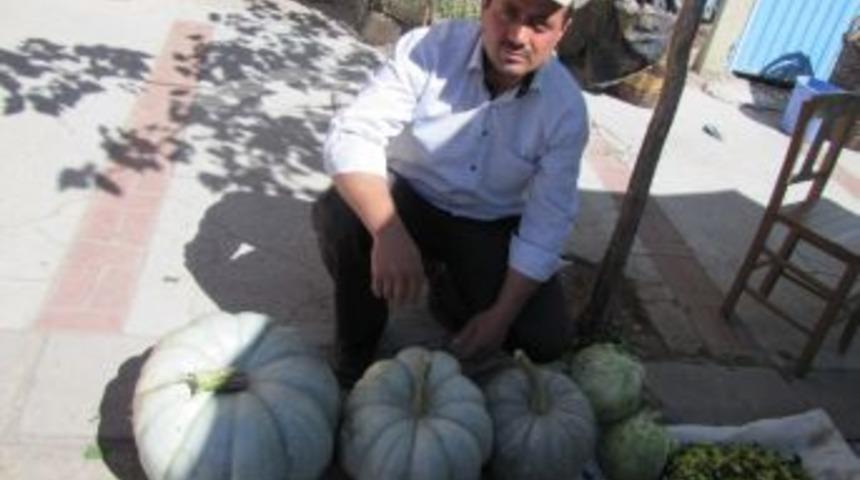 Dev Balkabaklarını Pazarda Satamıyor