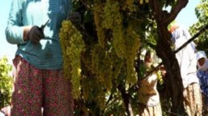 Sarıg&ouml;l&rsquo;de Yaş &Uuml;z&uuml;m Fiyatları Y&uuml;kselişe Ge&ccedil;ti