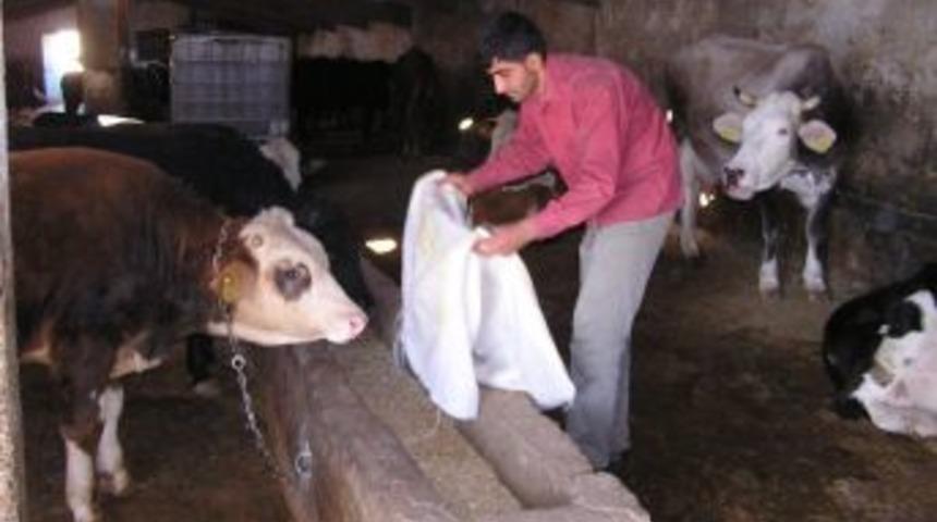 Kurbanlık Fiyatlarında Artış Beklenmiyor