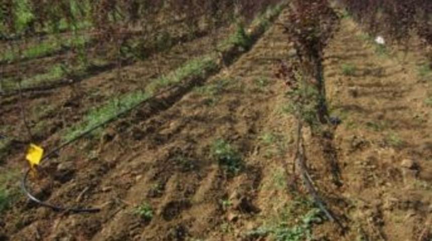 İzmit Orman Fidanlığı Damlama Sulama Sistemine Ge&ccedil;iyor