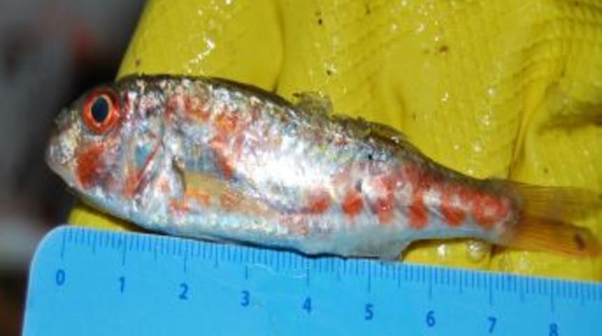 İzmir'de 1 Eyl&uuml;l'den Beri 3,5 Tona Yakın Ka&ccedil;ak Avlanan Balık Yakalandı