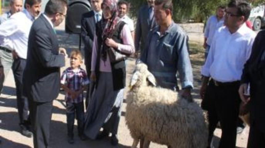 Aksaray'da K&uuml;&ccedil;&uuml;kbaş Hayvan Dağıtımı