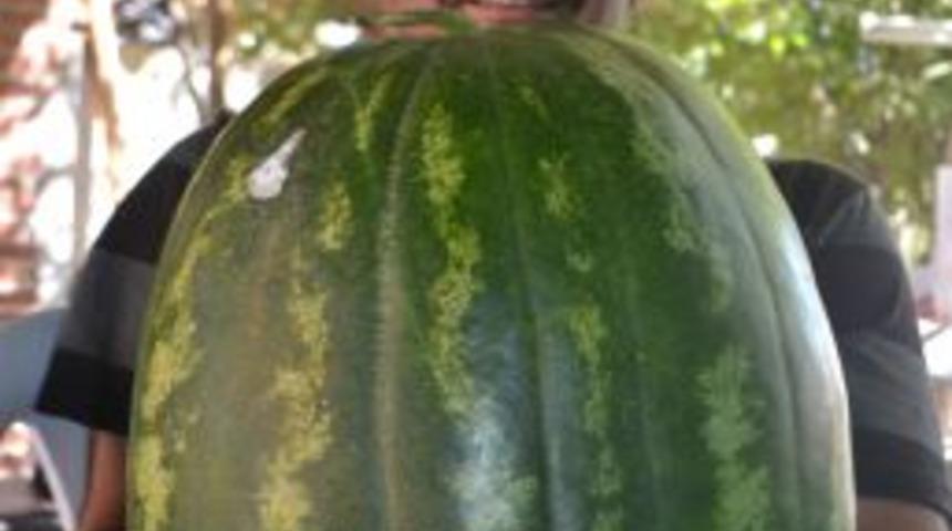 Hobi Olsun Diye Diktiği Karpuz 30 Kiloya Ulaştı