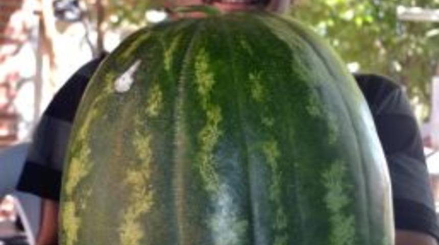 Bu Karpuz Tam 30 Kilo