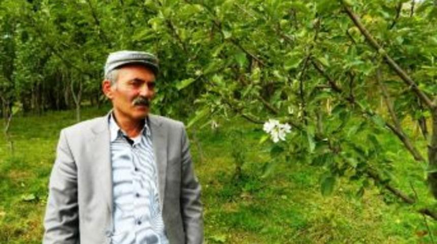 Posof&rsquo;ta Ağa&ccedil;lar Yeniden &Ccedil;i&ccedil;ek A&ccedil;ıyor