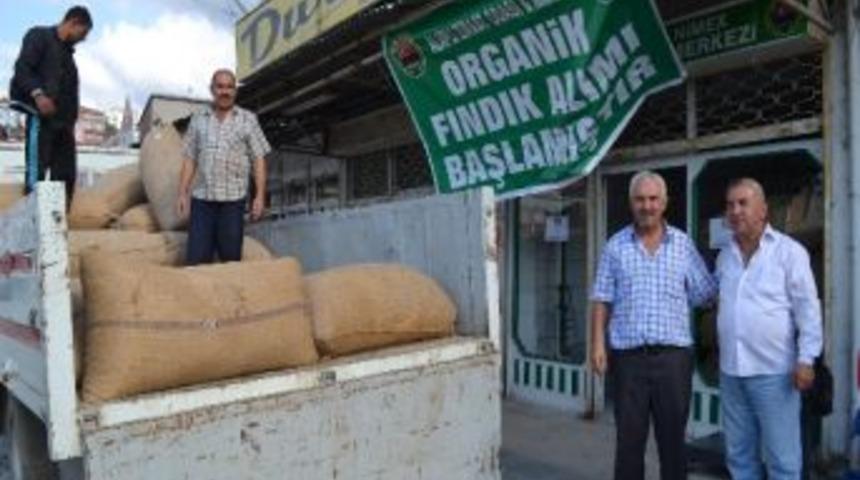 Organik Fındık Hedefi 6 Bin Ton