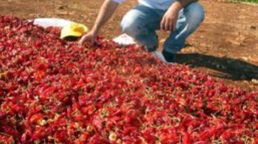 Araban Ovası&rsquo;nda Baharatlık Acı Maraş Biberinde Başarı Sağlandı