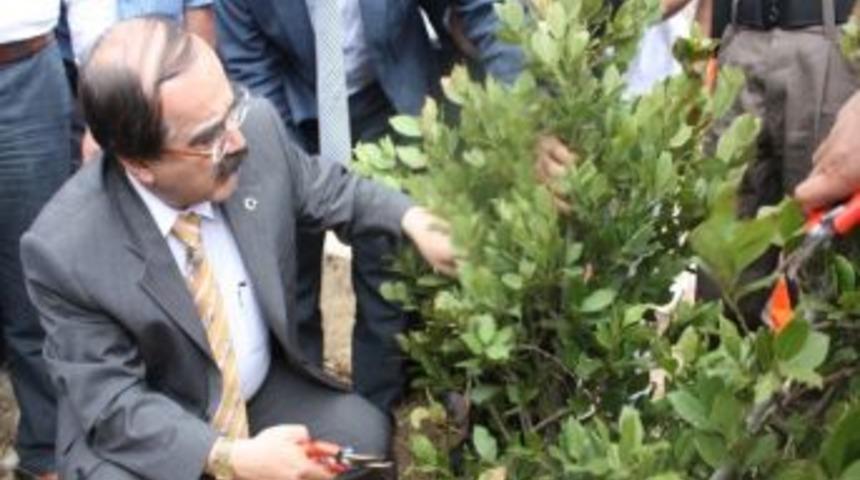 Karaisalı’da Defne Şenliği