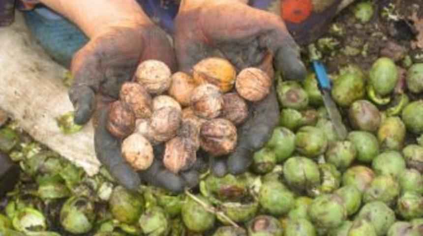 Oğuzlar Ceviz Festivali 28 Eylül’de Başlıyor