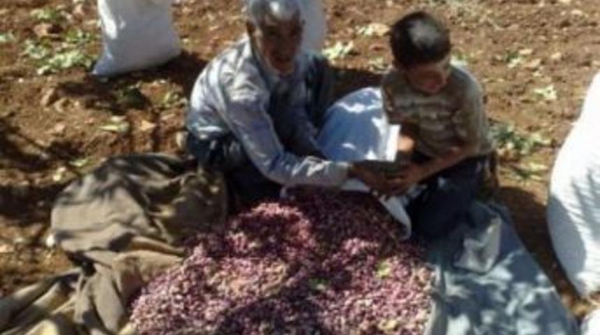 Fıstık &Ccedil;ift&ccedil;isi Destekleme İstiyor